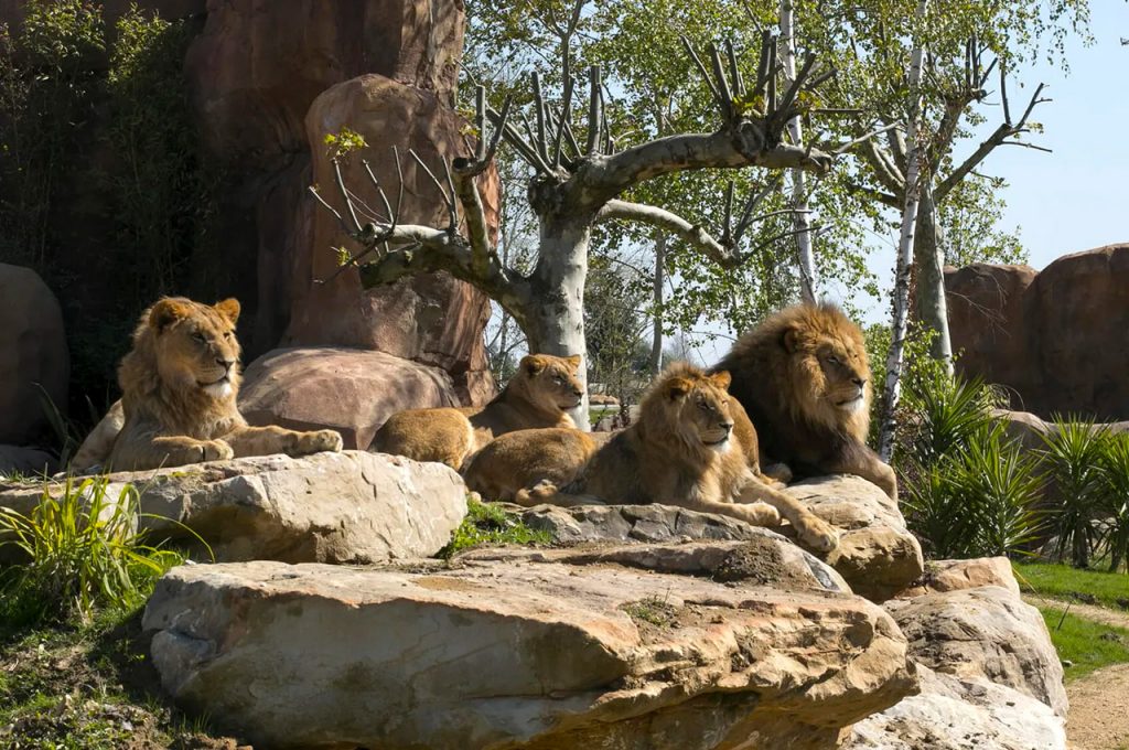 Zoo de Beauval Billets, Tarifs, Adresse, Horaires et Activités