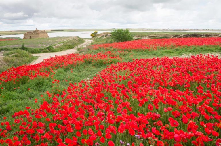 ≡ Champs De Fleurs Top 10 Des Plus Spectaculaires Du Monde 