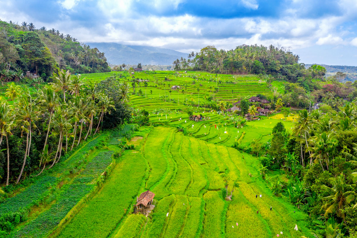 Vue aérienne d'une riziere à Bali