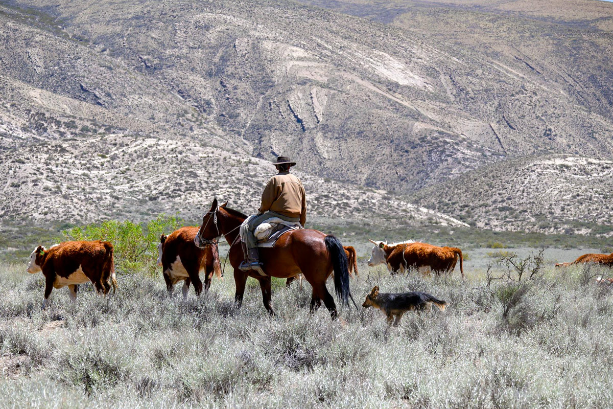 gaucho en Argentine