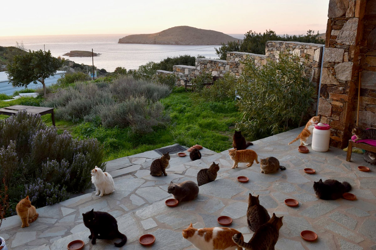 chats grece syros
