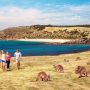 visite kangaroo island